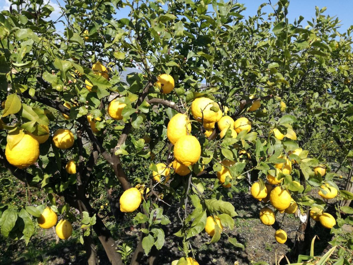 Вилла Il Limoneto Di Leo Маскали Экстерьер фото